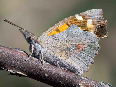 Libythea celtis