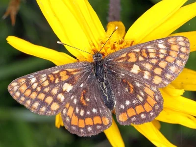 Euphydryas intermedia