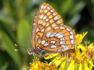 Euphydryas intermedia