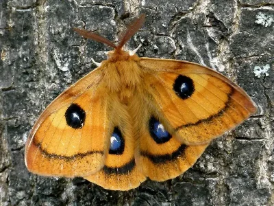 Aglia tau