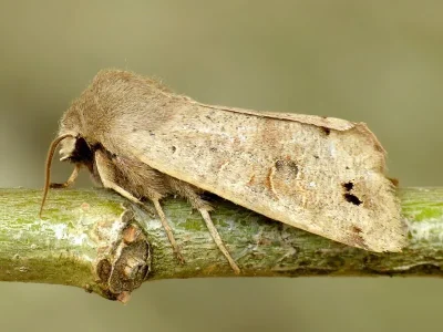 Anorthoa munda