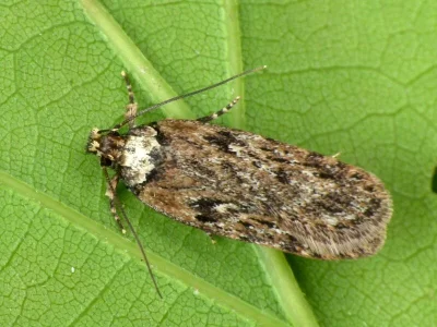 Depressaria (Depressaria) chaerophylli