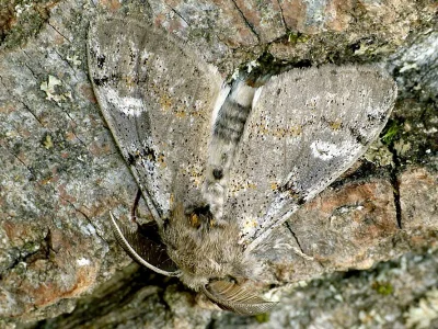 Gynaephora (Dicallomera) fascelina