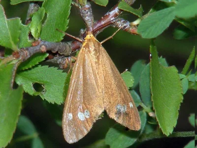 Dysauxes (Dysauxes) ancilla