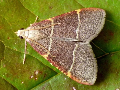 Hypsopygia glaucinalis