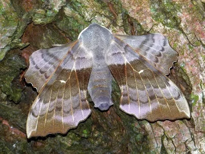 Laothoe populi