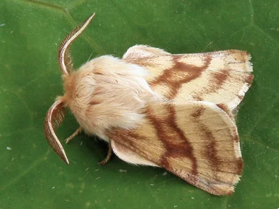 Malacosoma (Clisiocampa) castrensis