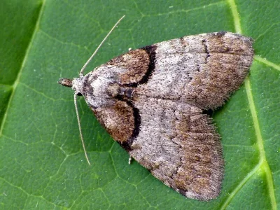 Nola (N.) cucullatella