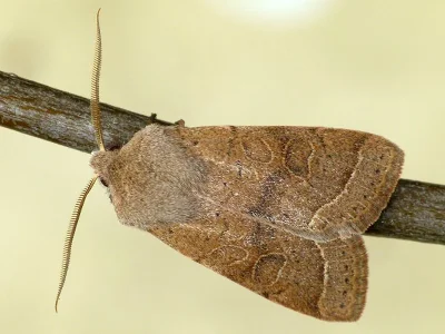 Orthosia (Monima) cerasi