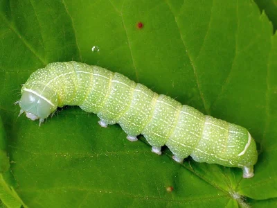 Orthosia (Monima) cerasi