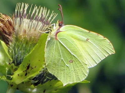 Gonepteryx rhamni