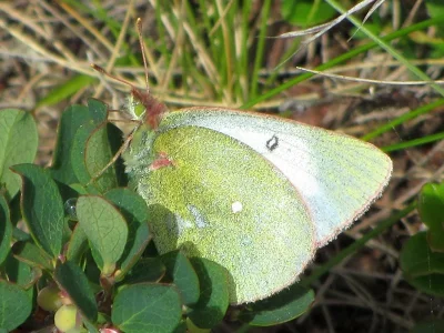 Colias palaeno