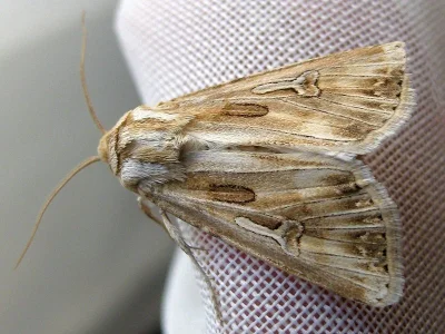 Agrotis (Agrotis) subspinifera
