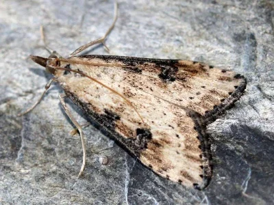 Udea costalis