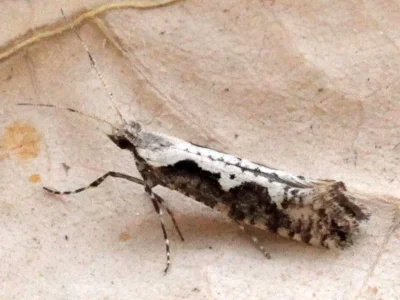 Rhigognostis annulatella