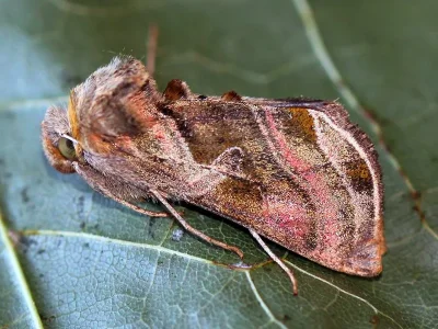 Euchalcia (Euchalcia) variabilis