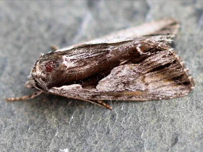 Calliergis ramosa