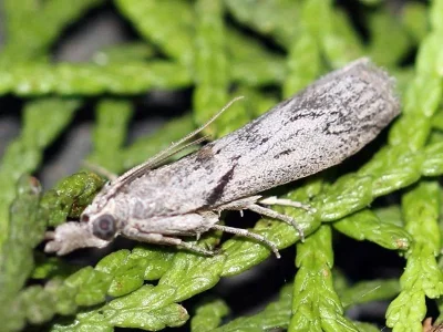 Dioryctria robiniella