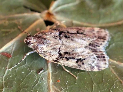 Anarpia incertalis