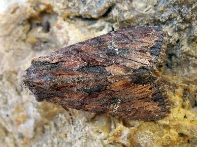Mniotype solieri
