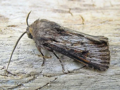 Aporophyla (Aporophyla) australis