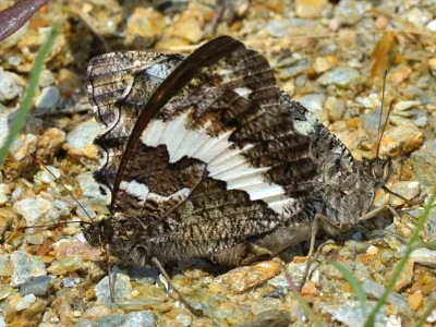 Brintesia circe