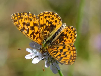 Boloria (Clossiana) dia