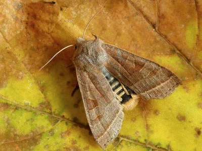 Orbona fragariae