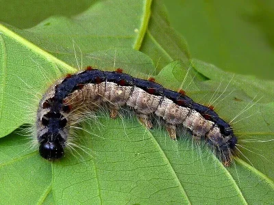 Eriogaster (Eriogaster) rimicola