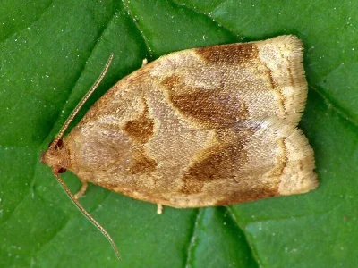 Archips rosana