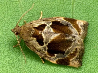 Archips crataegana