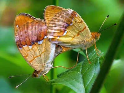 Argynnis (Argyronome) laodice
