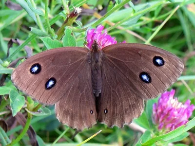 Minois dryas