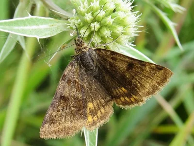 Euclidia (Euclidia) glyphica