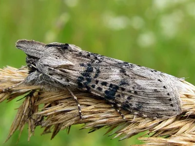 Cucullia absinthii