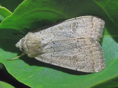 Xestia (Xestia) cohaesa