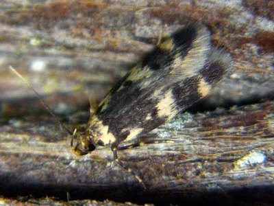 Oegoconia novimundi