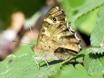 Pararge aegeria