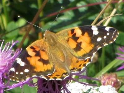 Vanessa cardui
