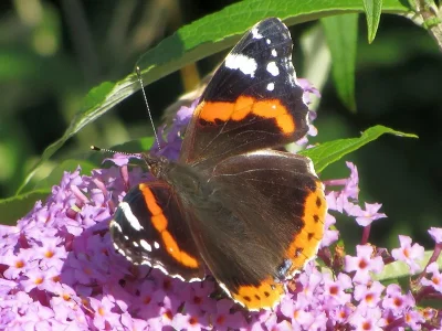 Vanessa atalanta