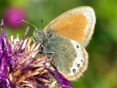 Coenonympha gardetta