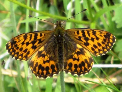 Boloria (Clossiana) titania