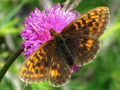 Boloria (Clossiana) thore