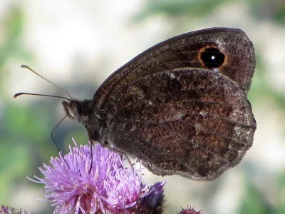 Satyrus ferula