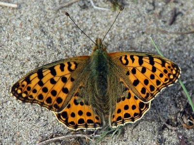 Issoria lathonia