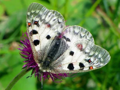 Parnassius (Parnassius) phoebus