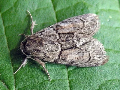 Cryphia (Cryphia) fraudatricula