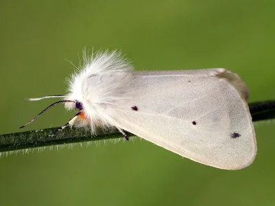 Diarsia mendica