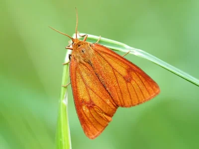 Diacrisia sannio