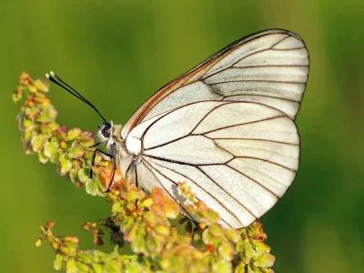 Aporia crataegi